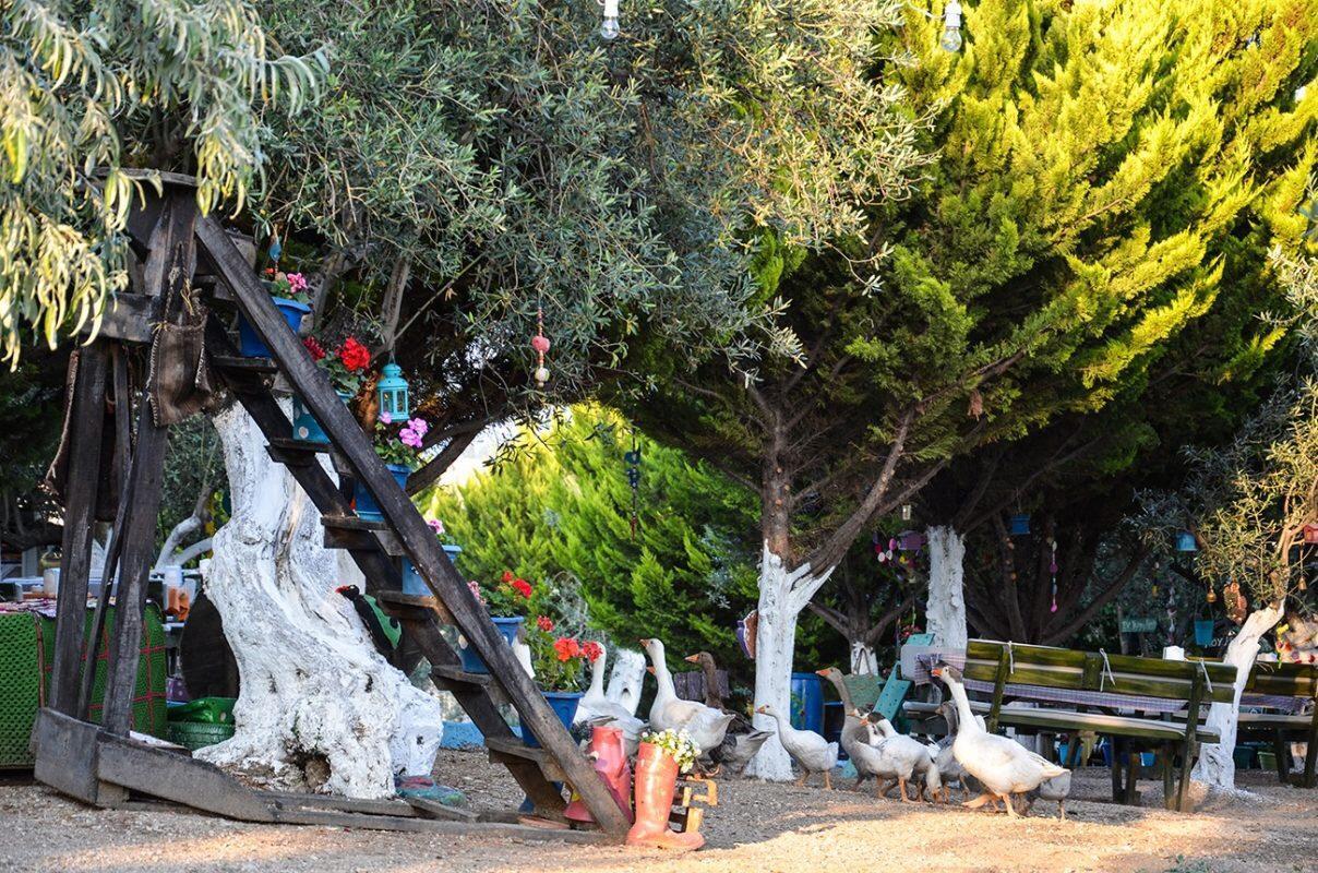 Bed and Breakfast Kaymak Tepesi Tatil Evi Kucukkuyu Zewnętrze zdjęcie